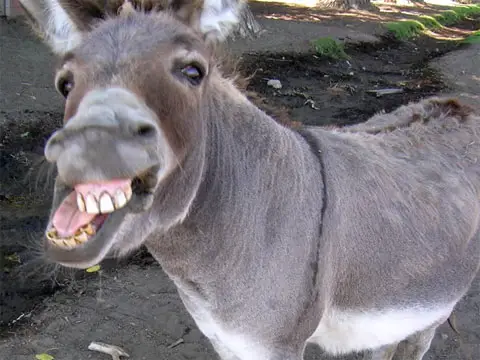 donkey-755468.jpg