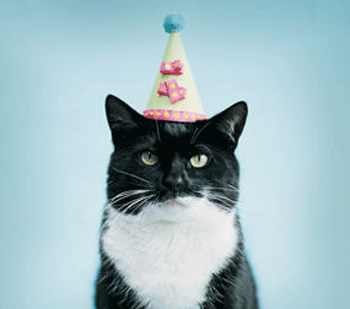 birthday_cat.gif