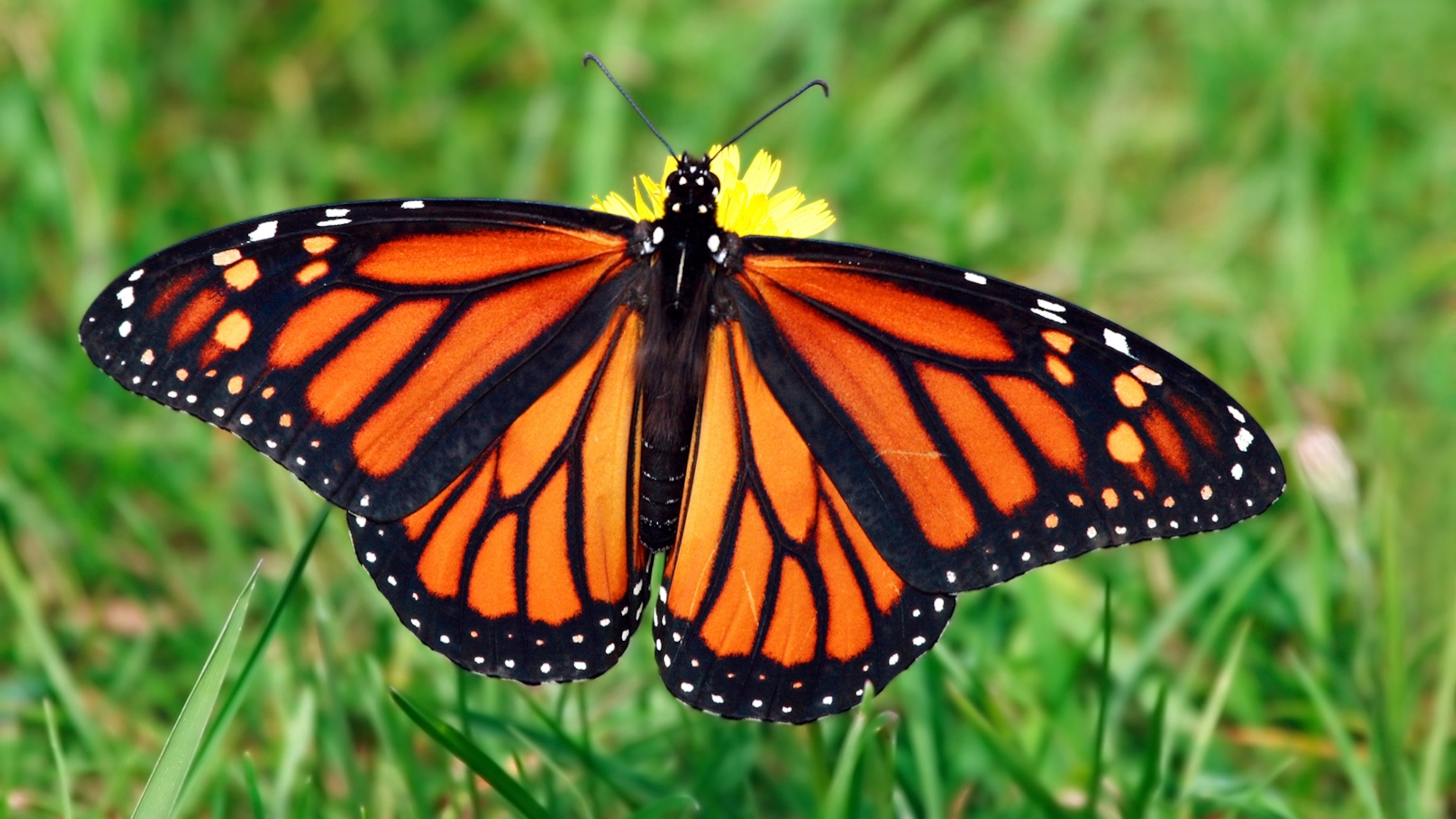 monarch-butterfly-grass.jpg