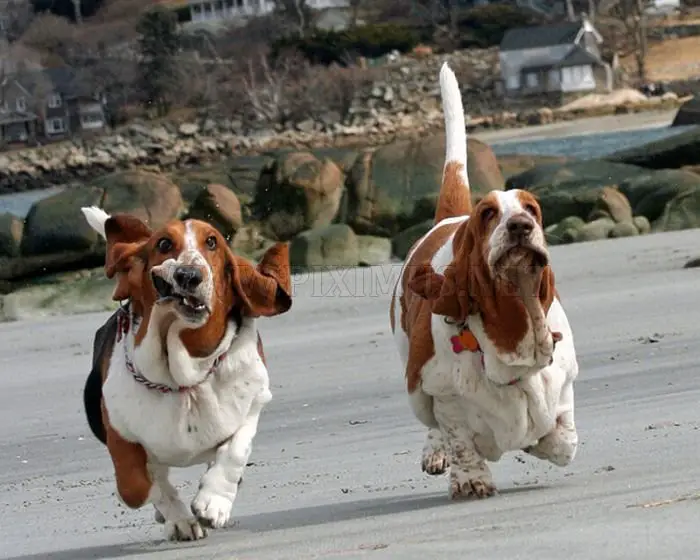 running-basset-hounds-1.jpg