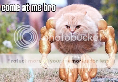 muscle-cat.jpg