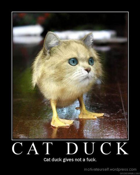 cat-duck.jpg