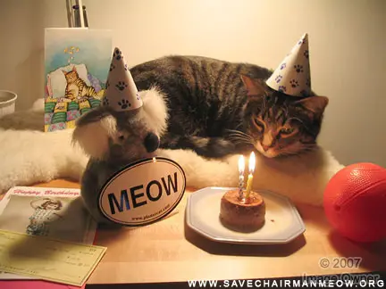 birthday_cat.jpg