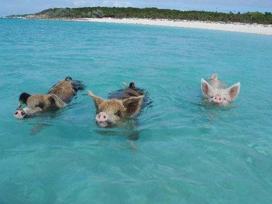 yes-pigs-swim.jpg