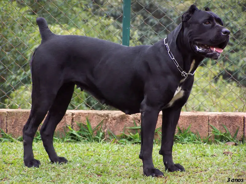 CaneCorso_%2823%29.jpg