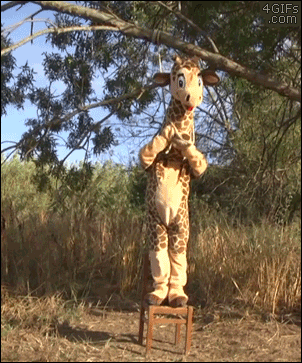 Giraffe-noose-hanging-fail.gif