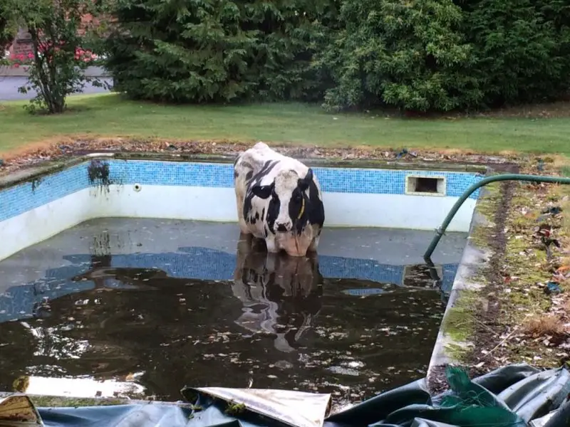 British-firefighters-rescue-cow-from-swimming-pool.jpg
