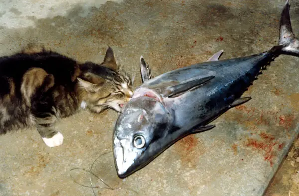 pussy_eats_tuna_894.jpg