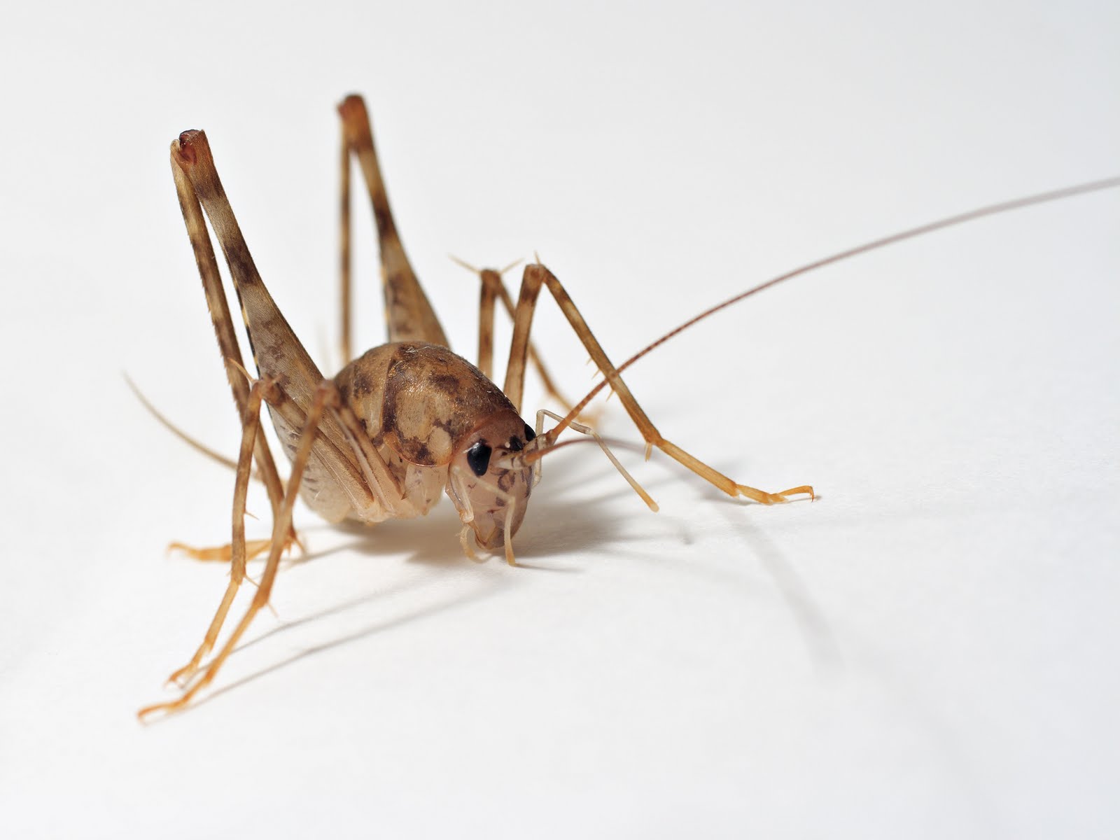 Cave-Cricket.jpg