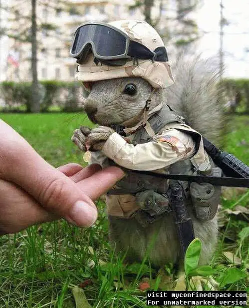 army-squirrel1.jpg