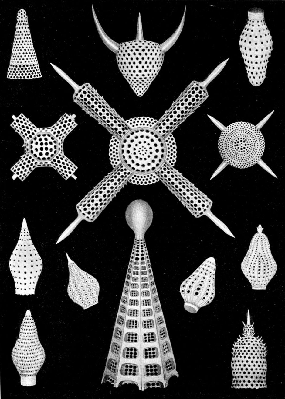 Radiolaria_-_Sijthoff_1930.jpg