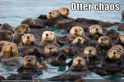 Otter+chaos.jpg