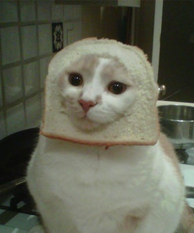 cat-breading.jpg