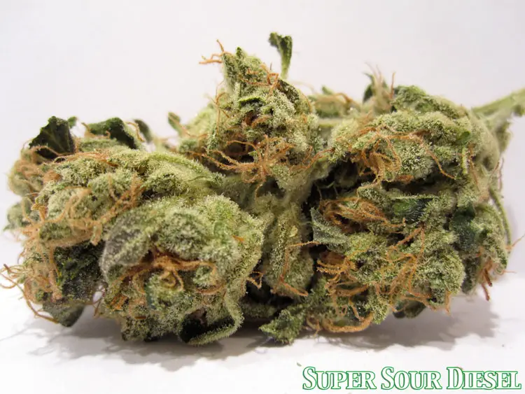 super_sour_diesel_feb.jpg