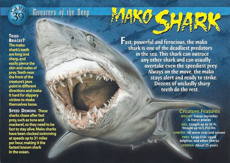 ee320e949590cfccaf6a2a081e015619--trading-cards-great-white-shark.jpg