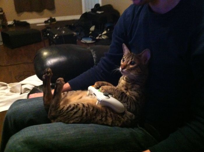 gamer-cat.jpg