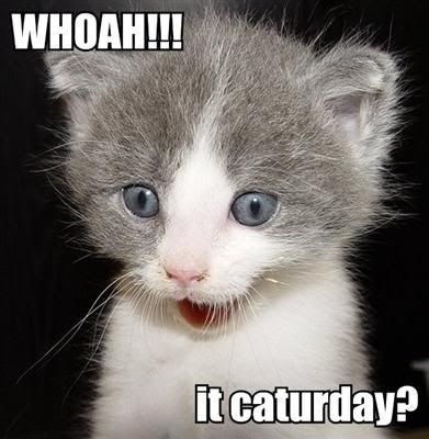 081101-whoah-caturday.jpg