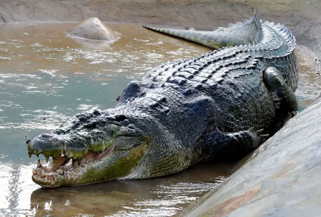 Lolong-crocodile-1024x691.jpg