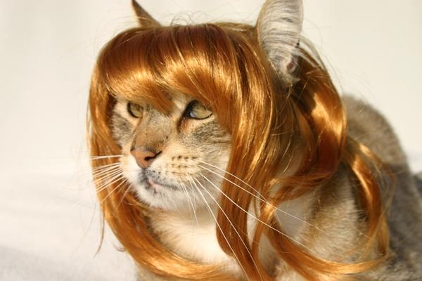 CatWIG.jpg