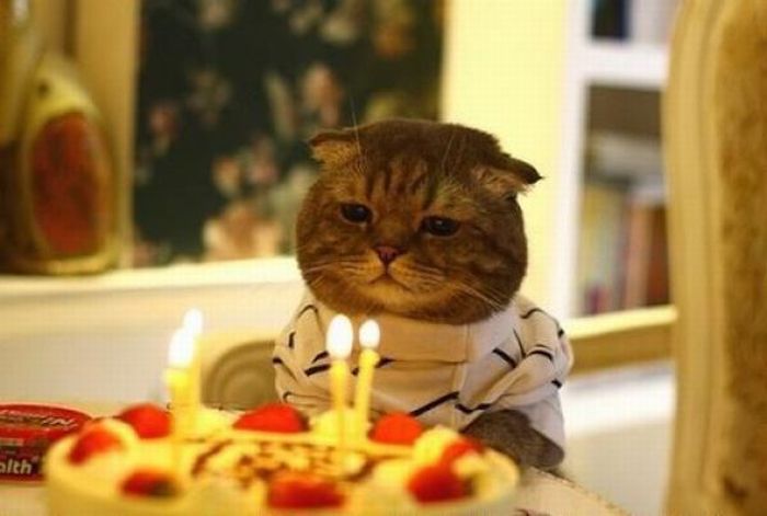 cats_birthday_celebrations_08.jpg