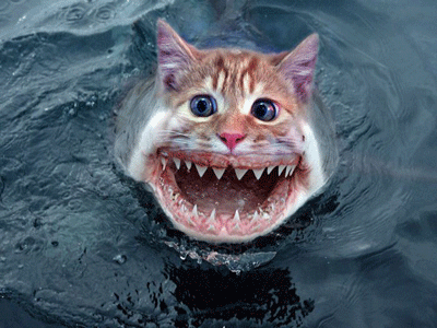 cat-fish.gif