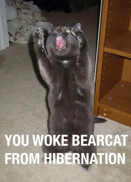 bear_cat.jpg