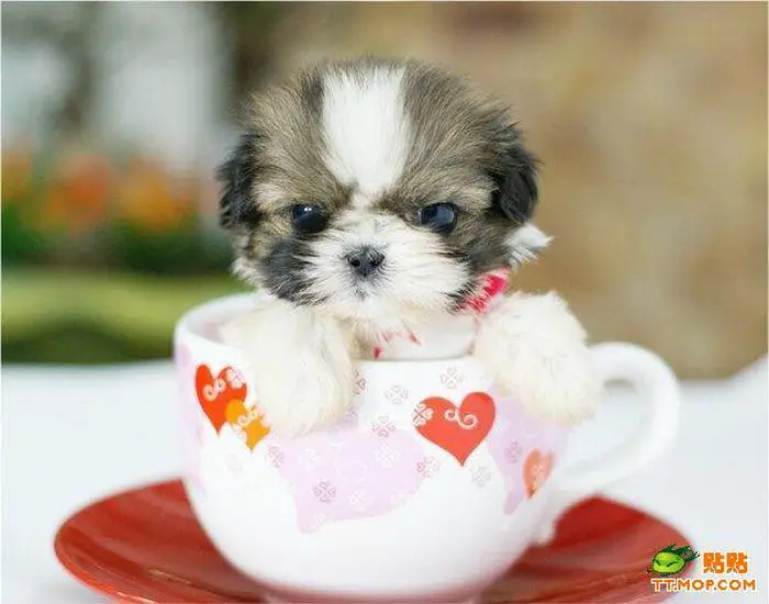 tiny_dogs_in_cups_03.jpg