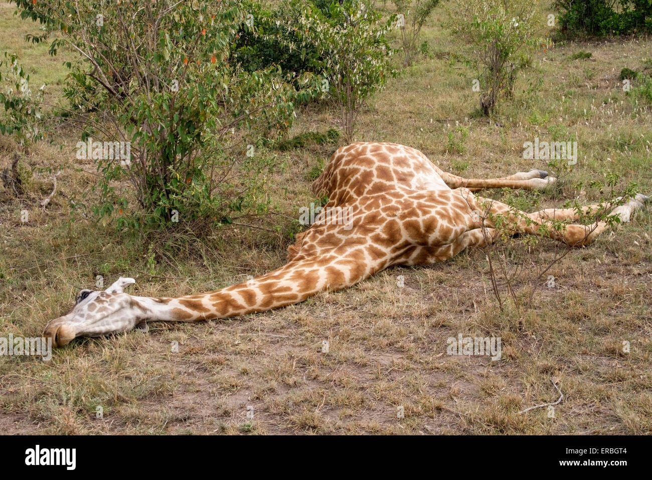 giraffe-giraffa-camelopardalis-adult-lying-fresh-dead-on-ground-masai-ERBGT4.jpg