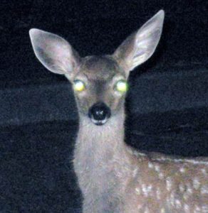 deer-in.jpg