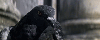 moonraker-pigeon.gif