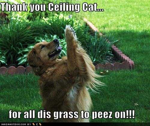 funny_dog_pictures_dog_thanks_ceiling_cat_for_grass.jpg