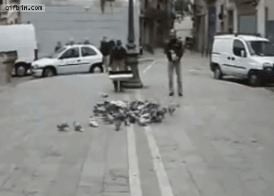 1389635888_catching_pigeons_with_net_catapult.gif
