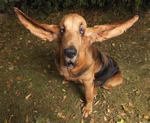 thdog-ears.jpg