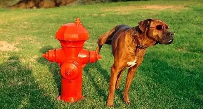 why-do-dogs-pee-on-fire-hydrants-feat-1-1.jpg