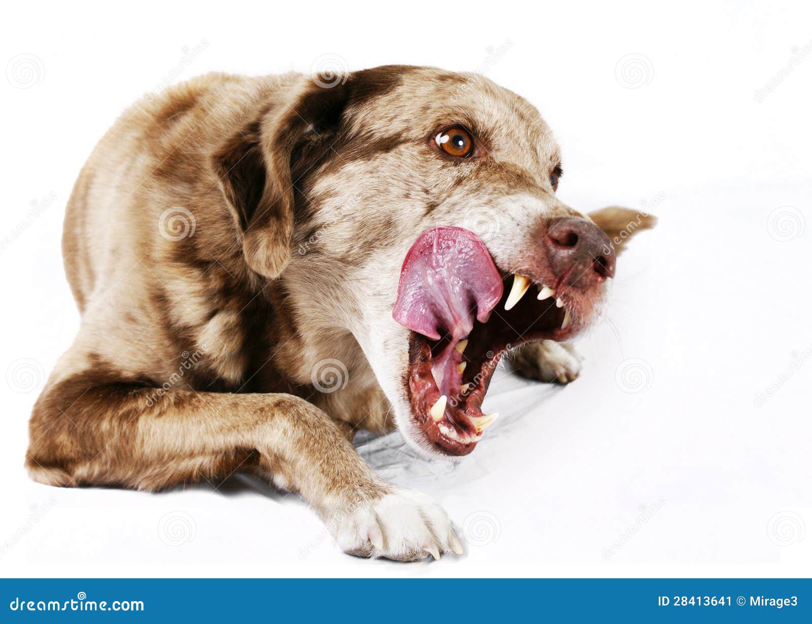 large-mutt-dog-licking-its-lips-28413641.jpg