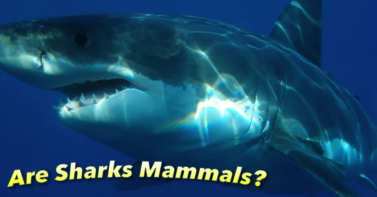 Are-Sharks-Mammals-fb.jpg